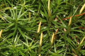 Attēlu rezultāti vaicājumam “Polytrichastrum formosum”