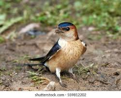 Image result for Cecropis daurica