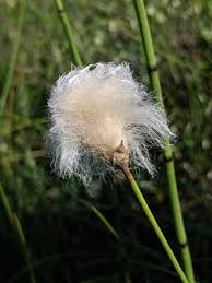 Attēlu rezultāti vaicājumam “Eriophorum angustifolium fruit”