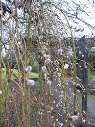 Attēlu rezultāti vaicājumam “Salix caprea”