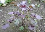 Shiso - <b>Perilla frutescens</b>