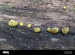 Attēlu rezultāti vaicājumam “Chlorencoelia versiformis”