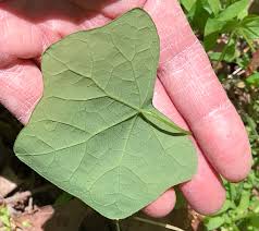 Attēlu rezultāti vaicājumam “Menispermum dauricum leaf”