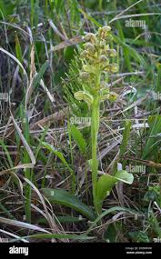 Attēlu rezultāti vaicājumam “Coeloglossum viride”