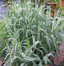 Attēlu rezultāti vaicājumam “Phalaroides arundinacea”