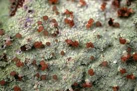 Attēlu rezultāti vaicājumam “Baeomyces rufus”