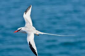 Image result for Phaethon aethereus