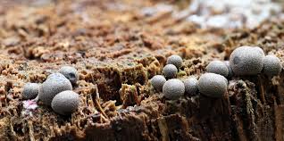 Attēlu rezultāti vaicājumam “Lycogala leopardinum young”