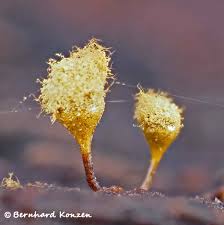 Attēlu rezultāti vaicājumam “Diachea dictyospora (syn. Craterium dictyosporum) young”