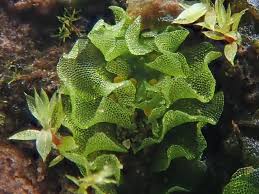 Attēlu rezultāti vaicājumam “Fossombronia wondraczekii spores”