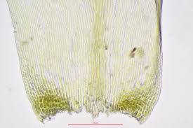 Attēlu rezultāti vaicājumam “Isothecium alopecuroides”