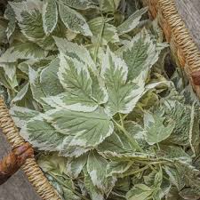 Attēlu rezultāti vaicājumam “Aegopodium podagraria leaf”