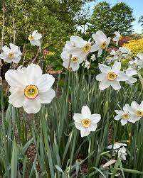 Attēlu rezultāti vaicājumam “Narcissus poeticus”