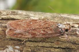 Attēlu rezultāti vaicājumam “Depressaria olerella imago”