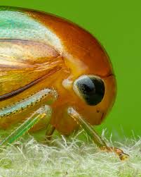 Attēlu rezultāti vaicājumam “Membracidae”