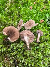 Attēlu rezultāti vaicājumam “Inocybe lanuginosa”