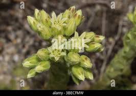 Attēlu rezultāti vaicājumam “Jovibarba globifera bud”