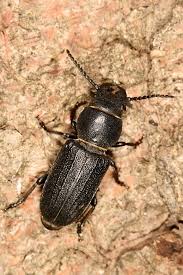 Attēlu rezultāti vaicājumam “Spondylis buprestoides”