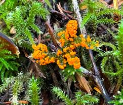 Attēlu rezultāti vaicājumam “Physarum rubiginosum macro”
