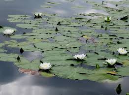 Attēlu rezultāti vaicājumam “Nymphaea candida leaf”