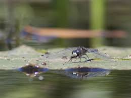 Attēlu rezultāti vaicājumam “Leucorrhinia caudalis”