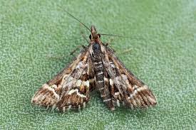 Attēlu rezultāti vaicājumam “Diasemia reticularis”