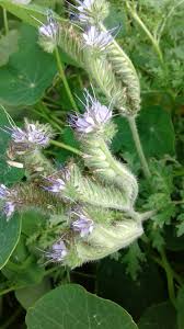 Attēlu rezultāti vaicājumam “Phacelia tanacetifolia leaf”