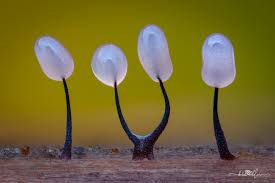 Attēlu rezultāti vaicājumam “Comatricha nigra”