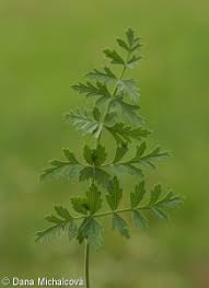 Attēlu rezultāti vaicājumam “Pimpinella saxifraga leaf”