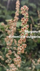 Attēlu rezultāti vaicājumam “Artemisia vulgaris flower”