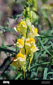 Attēlu rezultāti vaicājumam “Linaria vulgaris fruit”