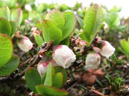 Attēlu rezultāti vaicājumam “Vaccinium uliginosum fruit”