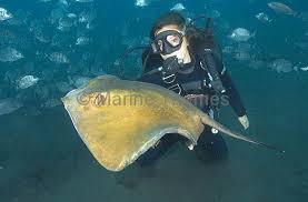 Image result for Dasyatis pastinaca