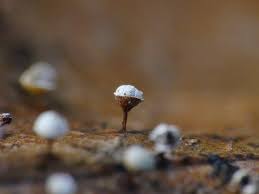 Attēlu rezultāti vaicājumam “Craterium minutum young”