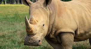 Image result for Rhyl Rhinos