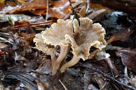 Attēlu rezultāti vaicājumam “Pseudocraterellus”