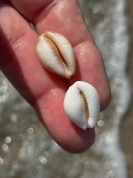 Image result for Sinistrofulgur perversum