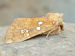 Attēlu rezultāti vaicājumam “Apamea epomidion”