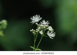 Attēlu rezultāti vaicājumam “Thalictrum aquilegifolium leaf”