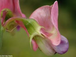Attēlu rezultāti vaicājumam “Lathyrus sylvestris leaf”