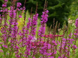 Image result for Blutweiderich