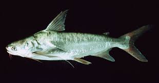 Image result for Bagre marinus