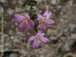 Attēlu rezultāti vaicājumam “Onagraceae”