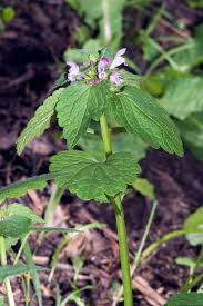 Attēlu rezultāti vaicājumam “Lamium purpureum flower”