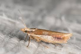 Attēlu rezultāti vaicājumam “Ypsolopha parenthesella”