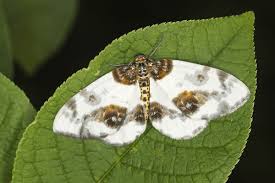 Attēlu rezultāti vaicājumam “Abraxas sylvata”