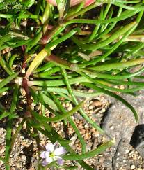 Attēlu rezultāti vaicājumam “Spergularia marina leaf”