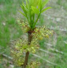 Attēlu rezultāti vaicājumam “Fraxinus pennsylvanica male flower”
