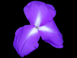 Image result for tillandsia umbellata