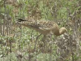 Image result for Numenius minutus